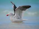 Dolphin gull on the beach of Saunders Island, Falkland Islands. Art Print